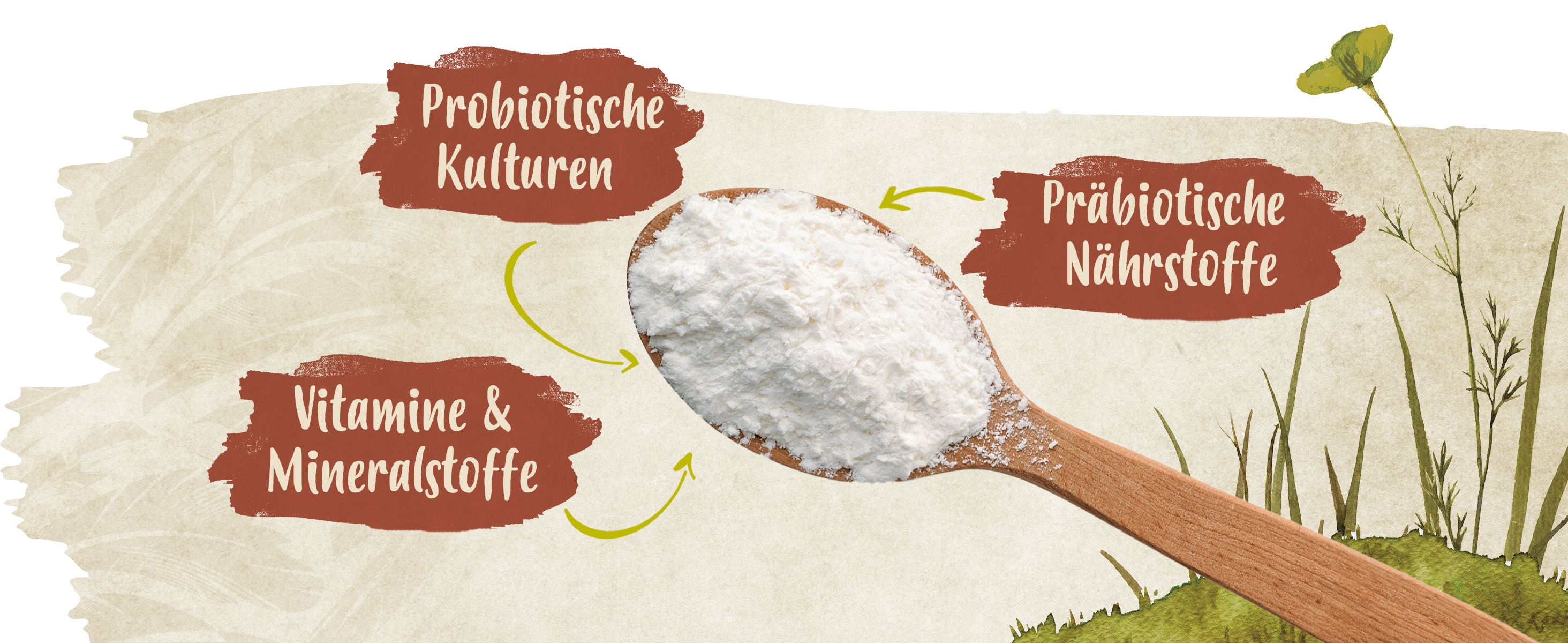 Erklärungen zum Ida Plus Probiotic. Das Produkt ist auf einem Holzlöffel abgebildet (Pulver). Text: Probiotische Kulturen, Präbiotische Nährstoffe, Vitamine & Mineralstoffe