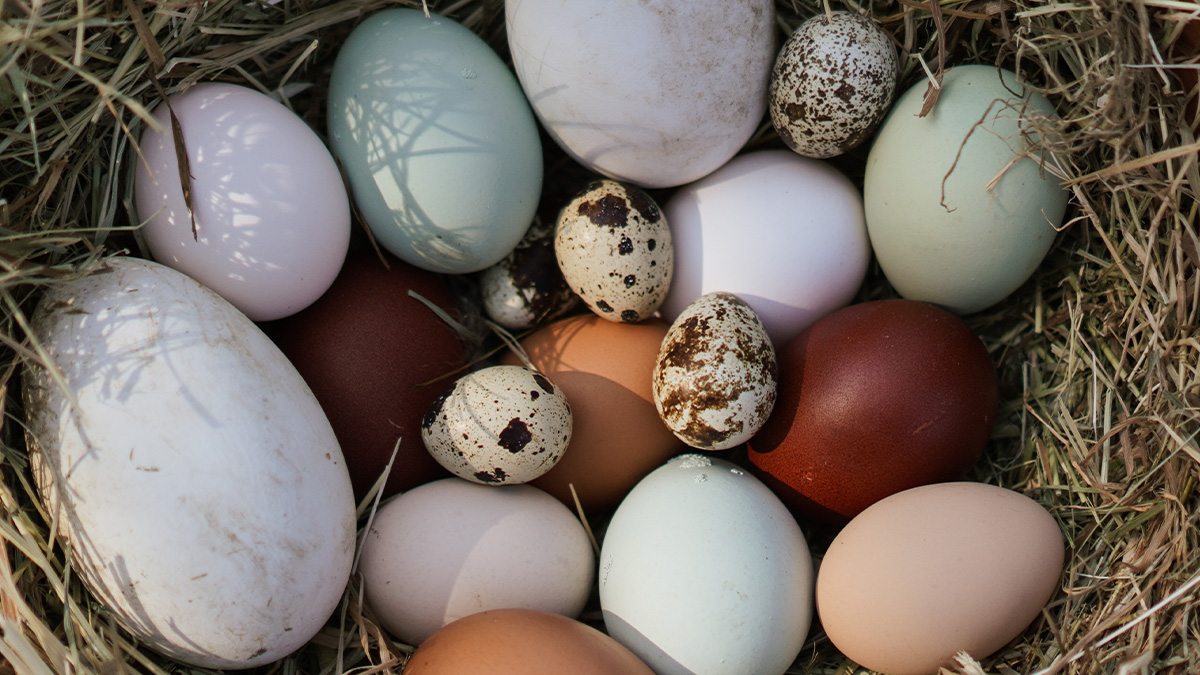 9 Hühnerrassen für bunte Eier - Farben, Tipps & Guide