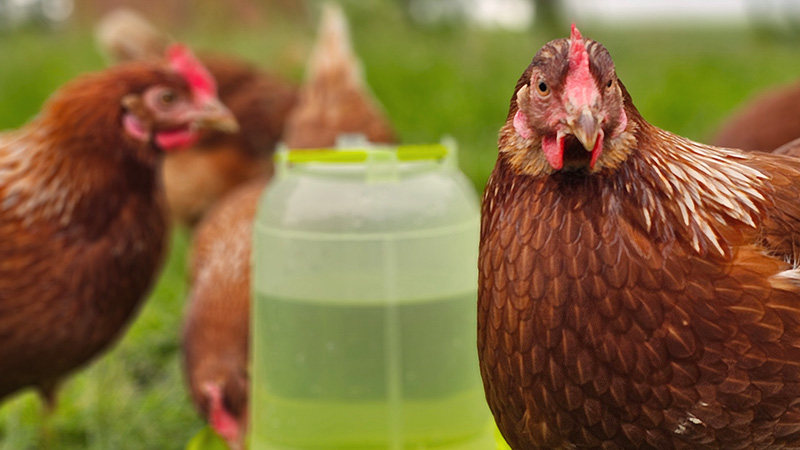 Hobbyfarming mit Ida Plus - Dein Weg zur Hühnerhaltung