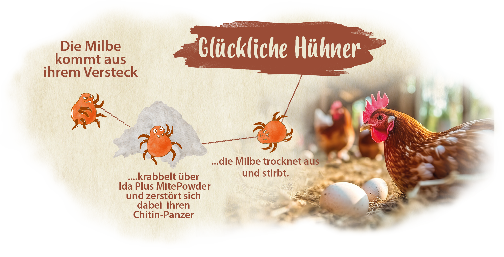 Milben MitePowder Abbildung der Wirkweise unseres Ida Plus MitePowders. Die Milbe kommt aus ihrem Versteck, krabbelt über das Puder, trocknet aus.