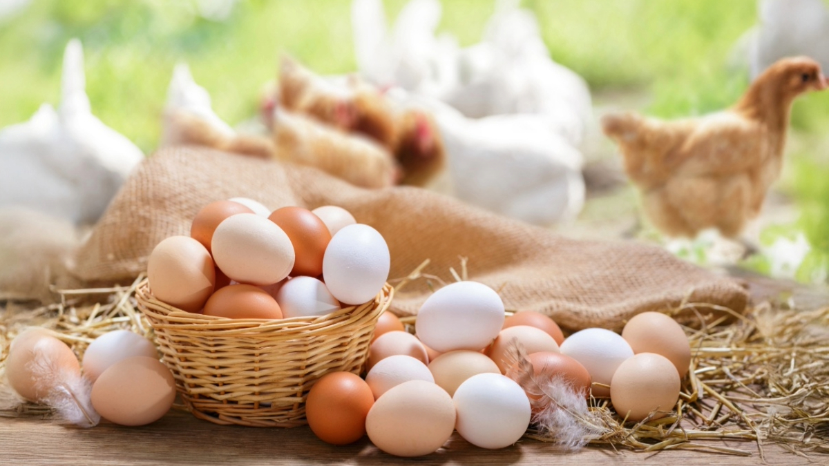 Warum legen meine Hühner keine Eier? Ursachen & Lösungen