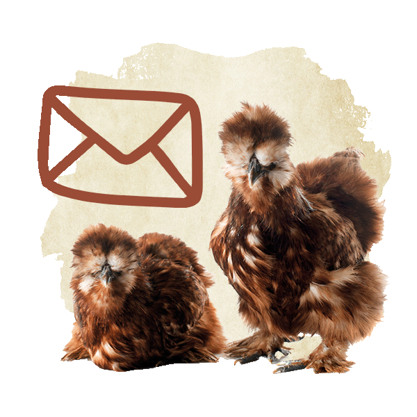 Newslettericon Bild, auf dem ein brauner Briefumschlag, sowie zwei dunkelbraune Seidenhühner abgebildet sind