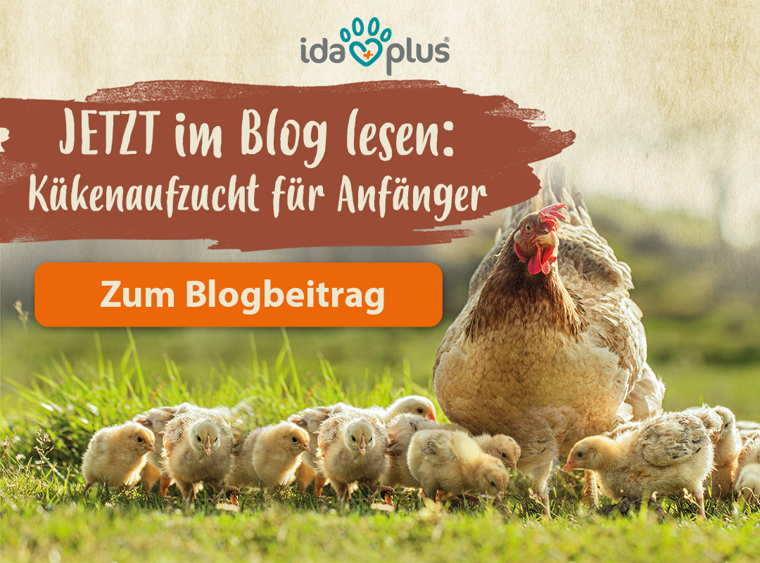 Kükenaufzucht für Anfänger Blogbeitrag Jetzt im Blog: Kükenaufzucht für Anfänger. Mit Klick auf das Bild gelangt man zum Blogbeitrag. Abgebildet ist eine Henne mit Küken.