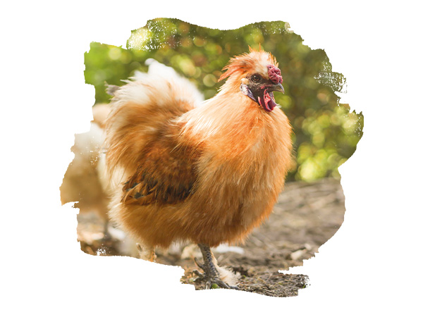 Benefit_PowerHerbs_150g_1 Braunes Seidenhuhn vor einem grünen Hintergrund