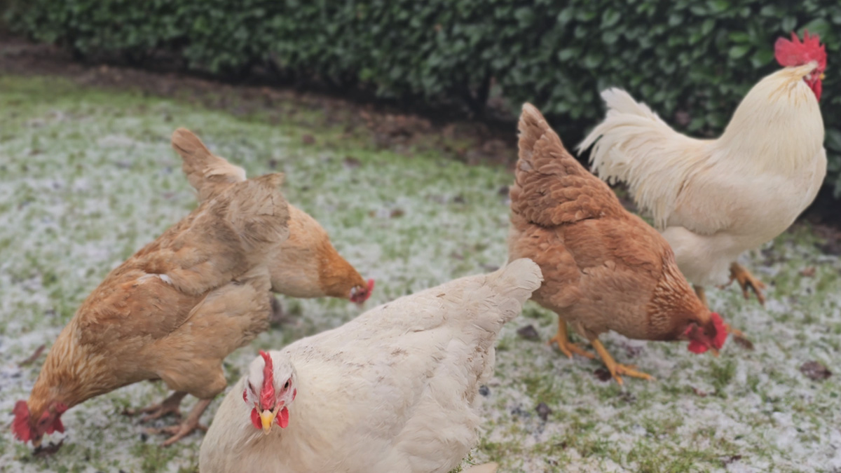 Frieren Hühner im Winter? Dein umfassender Guide zur Winterpflege