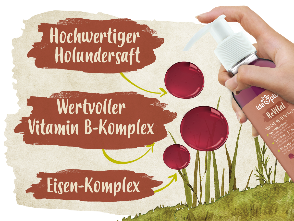 Erklärungen zum Ida Plus ReVital. Das Produkt (Pumpspender) wird in einer Hand gehalten. Text: Hochwertiger Holundersaft, wertvoller Vitamin B-Komplex, Eisen-Komplex