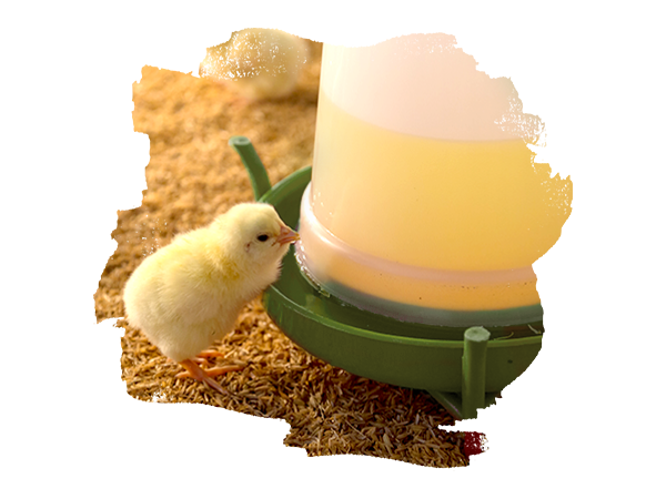 Küken, das aus einer grünen Tränke trinkt.