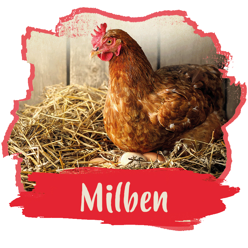 Kategorie Milbenmanagement Abgebildet ist ein braunes Huhn, sowie der Text "Milben". Dieser Button markiert die Kategorie Milbenmanagement