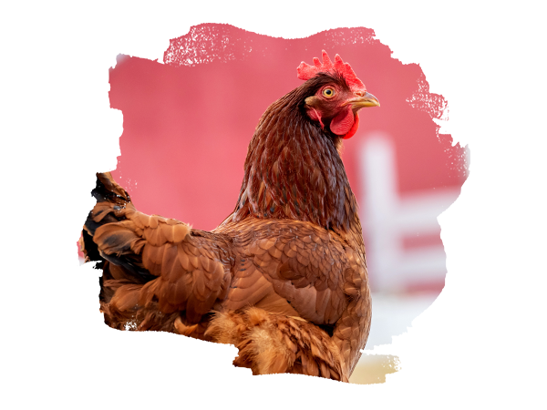 Benefit_MiteCleaner_2 Braunes Huhn vor einem roten Hintergrund