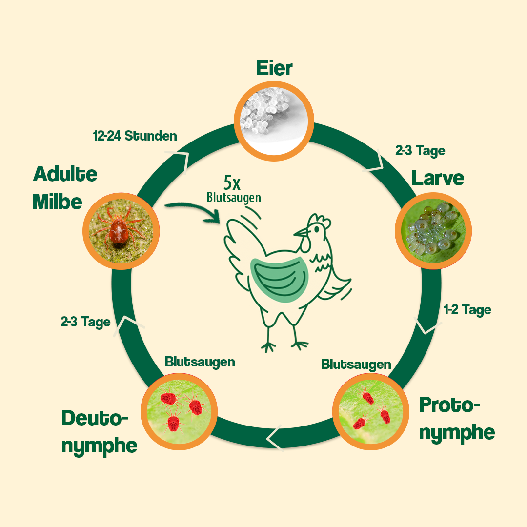 Wissen Rote Vogelmilbe