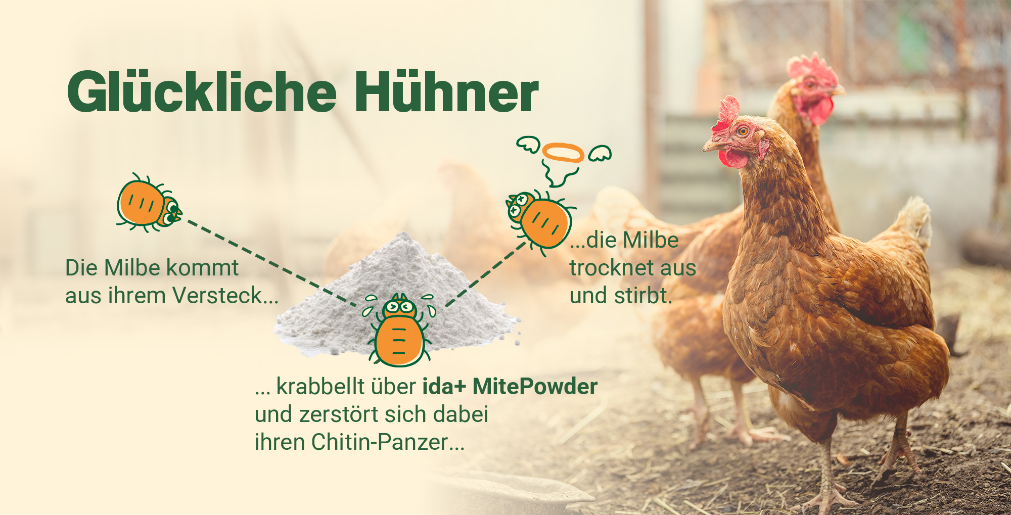 MitePowder: Anwendung gegen Milben im H&uuml;hnerstall