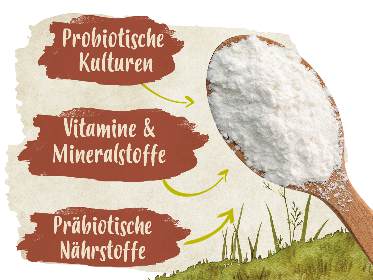 Erklärungen zum Ida Plus Probiotic. Das Produkt ist auf einem Holzlöffel abgebildet (Pulver). Text: Probiotische Kulturen, Präbiotische Nährstoffe, Vitamine & Mineralstoffe